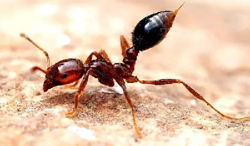 Hormiga de Fuego